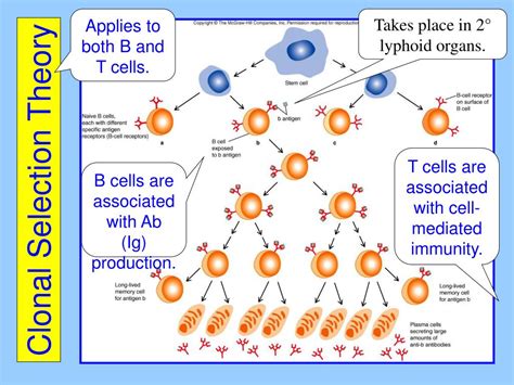 Ppt Chapter 16 The Adaptive Immune Response Powerpoint Presentation Id 1186277