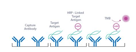 Nt Probnp Assay Bnp Fragment Eia Bi W Biomedica