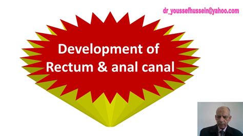 Development Of Rectum Anal Canal Cloaca Congenital Anomalies