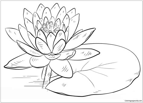 Water Lily And Pad Coloring Page Free Coloring Pages Online