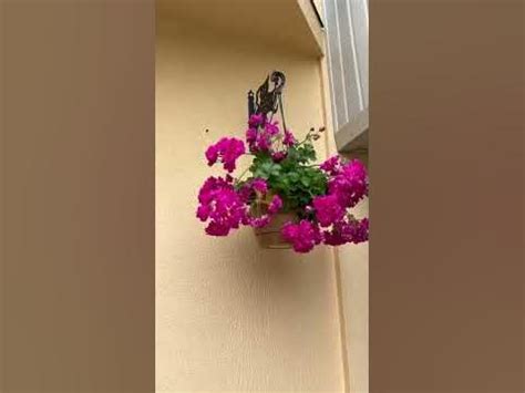Пеларгония ИРИДА ЗА Роскошь. 👉 Каталог в инстаграм. Переходи 👉 ...