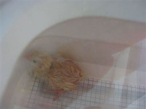 Baby Chicks Hatching at Edgewater Preschool : Edgewater Preschool ...