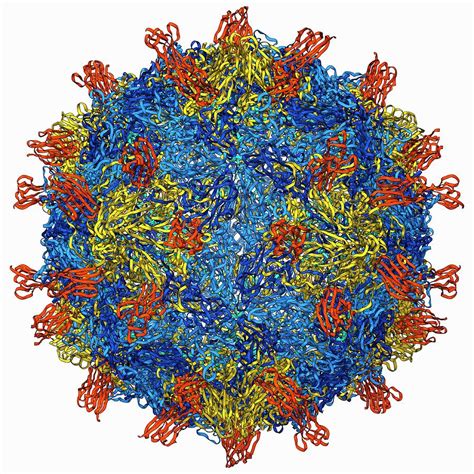 Coxsackie B3 Virus Particle Photograph By Laguna Design Science Photo