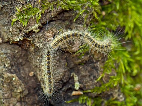 Caterpillars Of Oak Processionary Moth Thaumetopoea Processionea Aka