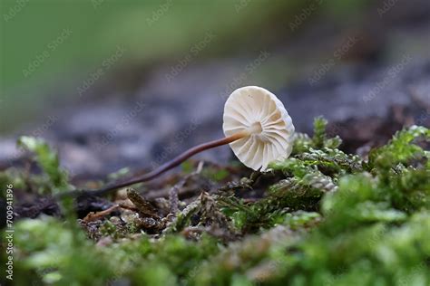 Pinwheel Mushroom Marasmius Rotula Also Known As Pinwheel Marasmius