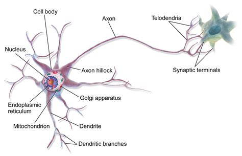 Difference Between Axons and Dendrites | Compare the Difference Between ...