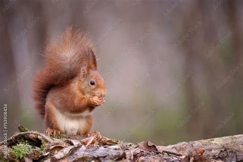 The European Red Squirrel Sciurus Vulgaris Is A Rodent Of The