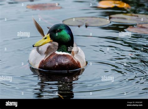 Wild Duck Swimming In Lake Water Birds Stock Photo Alamy