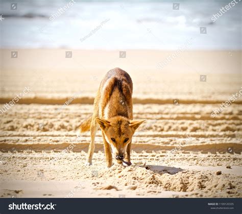 Australian Dingo Eating Stock Photo 1199120335 | Shutterstock