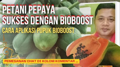 Petani Pepaya Sukses Dengan Bioboost Pupuk Hayati Cara Aplikasi Pupuk