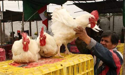 Proh Ben Ferias Av Colas Y Pelea De Gallos Tras Virus Influencia H N