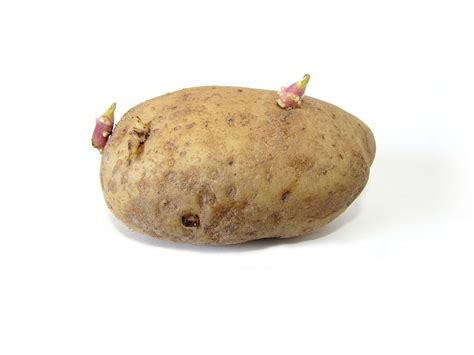 It's time to buy seed potatoes