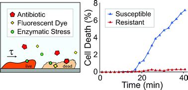 A Microfluidic Platform For Rapid Stress Induced Antibiotic