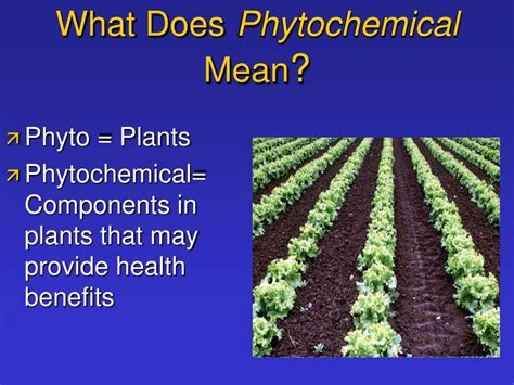 Ppt Phytochemicals Powerpoint Presentation Free Download Id1193817