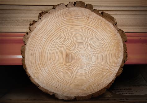 Diagram Diagram Of Tree Rings Mydiagramonline