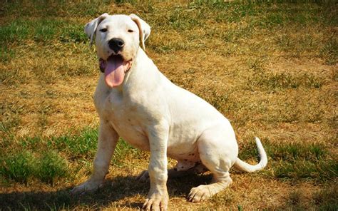 Dogo Argentino Uma Raça De Cachorro Protetora E Gentil