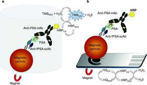 Magneto Immunoassay Formats Used For Free Psa Determination A