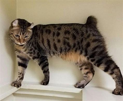 15 Exotic Cat Breeds You Can Adopt Litter Robot