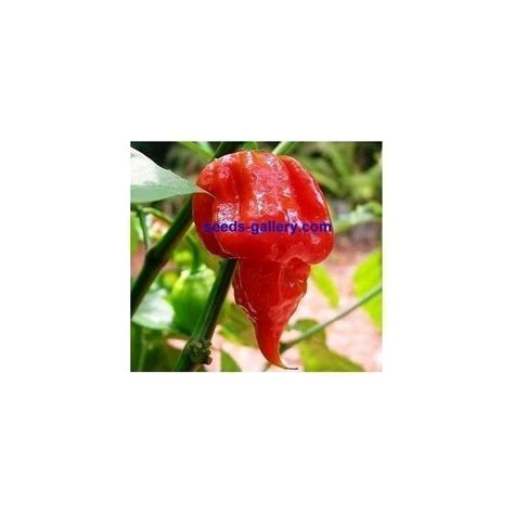 Sementes De Pimenta Trinidad Scorpion Vermelho E Amarelo 1 5 Mill