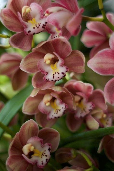 78 Best images about Cymbidium on Pinterest | Orchid flowers, Longwood ...