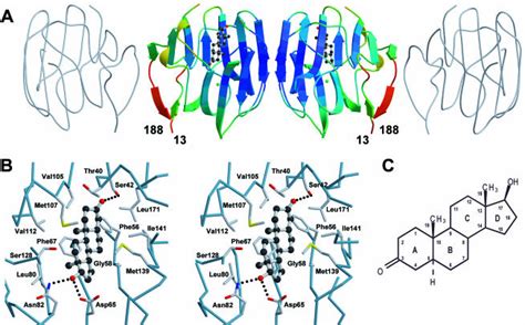 Crystal Structure Of Human Sex Hormone Binding Globulin Steroid