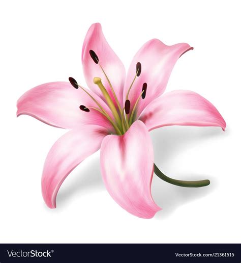 Pink Lily Flower Isolated On White Background Vector Image Lilly Flower