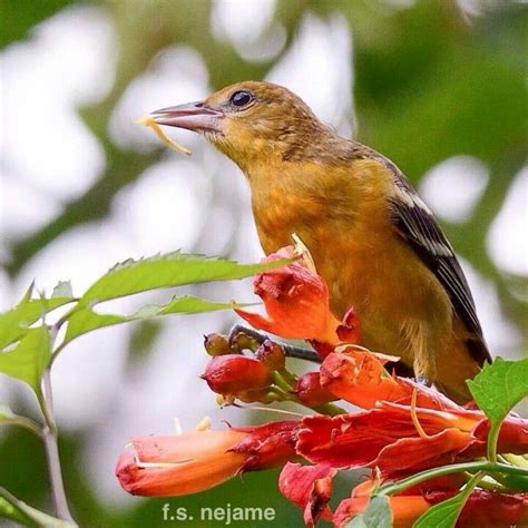 Orchard Oriole Bird Feathers Birds Bird