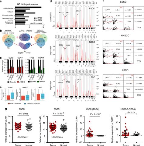 Ccat1 Is Overexpressed And Regulated By Tp63 And Sox2 In Sccs A Go