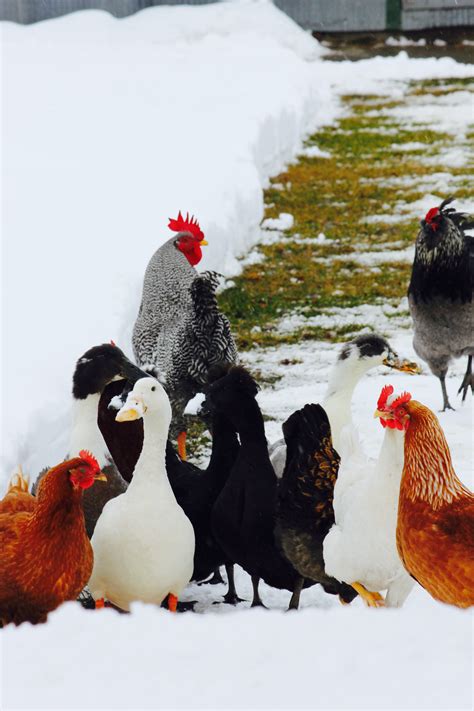 The Duck Decision: Reducing Our Farm Costs - Homestead Hustle