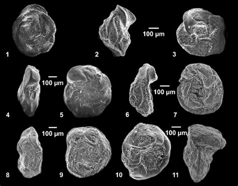 Sem Photomicrographs Of The Selected Planktonic Foraminifera From The