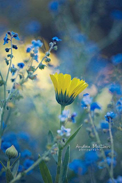 Blue And Yellow Flowers Background