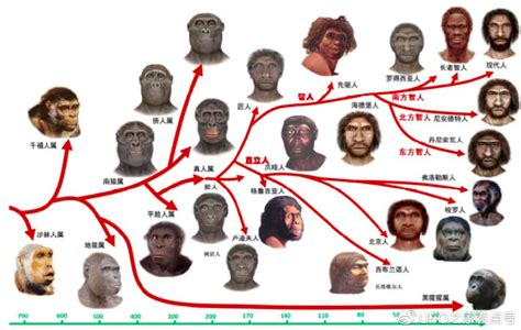 科学家曾发现基因突变的猩猩与人类基因只差1 2 奥利弗