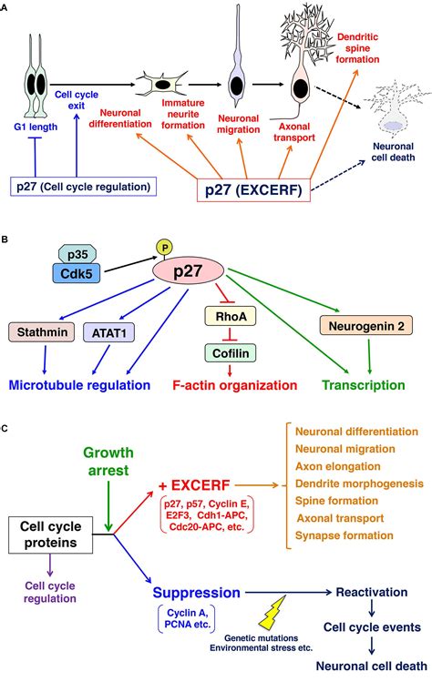 Frontiers Growth Arrest Triggers Extra Cell Cycle Regulatory Function