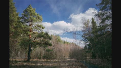 Slide Show Of My Forest Photos Valery Vozhdaev