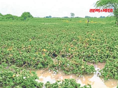 जळगाव जिल्हयात १ हजार ३४३ हेक्टरवरील पिकांना अवकाळी पावसाचा फटका