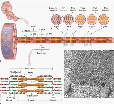 Muscle Tissue | Basicmedical Key