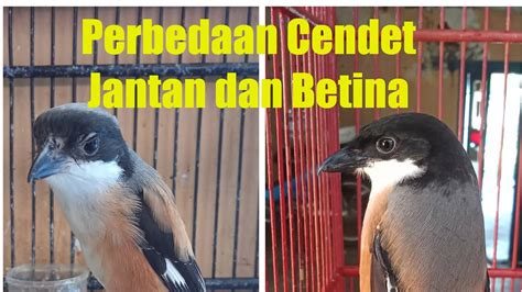 Harus Tau Perbedaan Cendet Lepas Trotol Jantan Dan Betina Usia Bulan