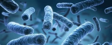 What Is Legionella And Legionnaires’ Disease Martek Marine