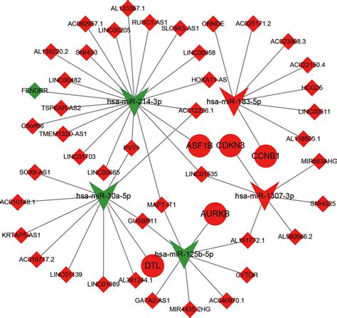 Frontiers Construction Of Novel LncRNAmiRNAmRNA Network Associated