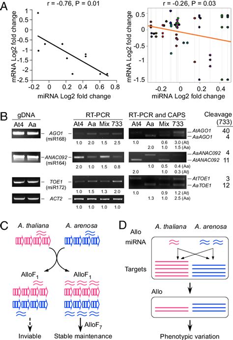 Regulation Of MiRNA Targets In Allopolyploids And Models For MiRNAs And