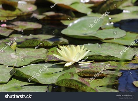 Photo Yellow Lotus Flower Stock Photo 2213500915 | Shutterstock