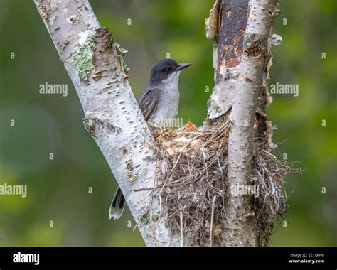 Eastern King Bird Nest Hi Res Stock Photography And Images Alamy