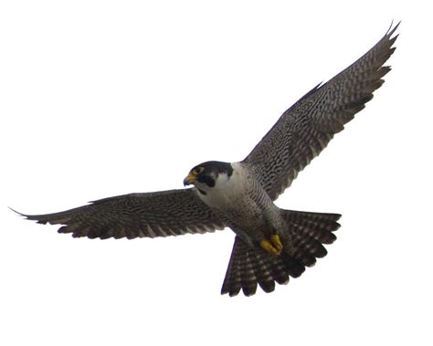 Falcon PNG transparent image download, size: 1057x846px