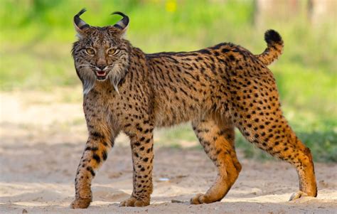 Canada Lynx Vs Iberian Lynx Bestiary