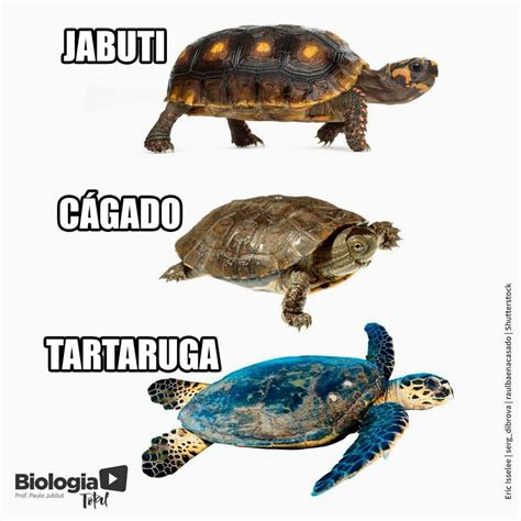 Diferença Jabuti E Tartaruga - 7