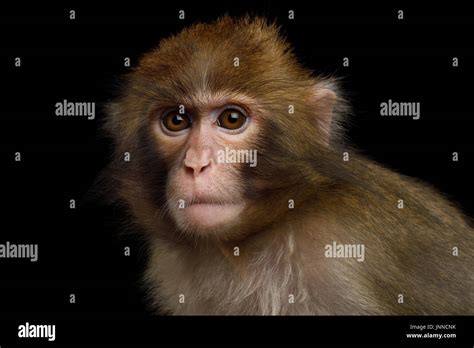 Black Macaque Monkey Hi Res Stock Photography And Images Alamy