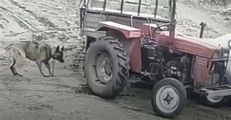 Pl Tzlich Startet Der Motor Sch Ferhund Schlie T Traktor Kurz