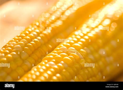 Corn on the Cob Stock Photo - Alamy