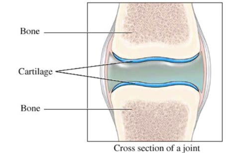 Cartilage And Joints Pearltrees