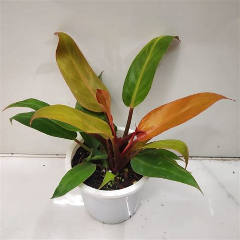 Philodendron 'Prince of Orange' - Nursery Buy